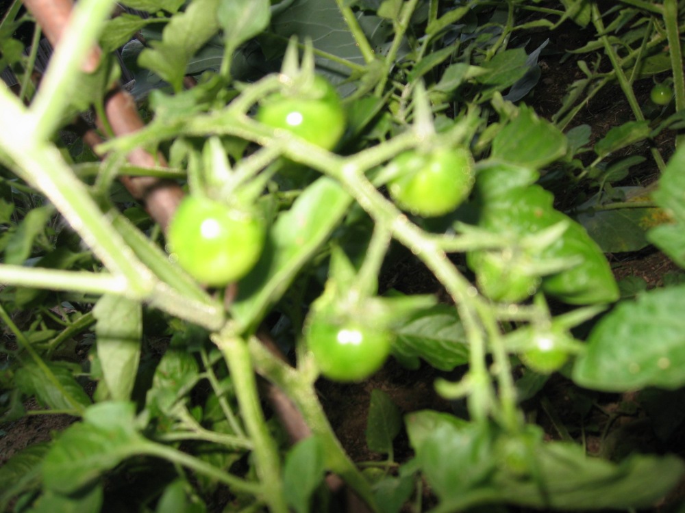 tomatoes